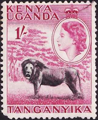 Британская Восточная Африка 1954 год . Фауна , Лев .